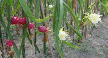 Pitahayanın tanesi bahçede 17, markette 40 lira