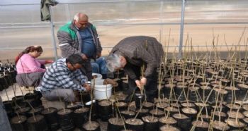 MUT’TA CEVİZ AŞILAMA ÇALIŞMALARI BAŞLADI