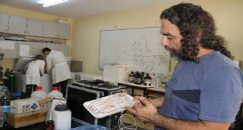 Balıkla gelen tehlike: Ağır metal riski