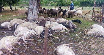 Ağaca düşen yıldırım 32 koyunu telef etti