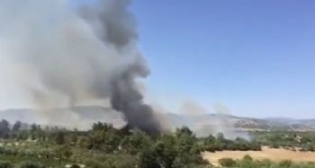 Tarsus'ta zeytinlik alanda yangın