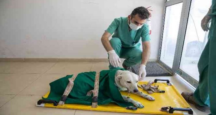 Mersin'de 3 bin 700 patili dostun yarası sarıldı