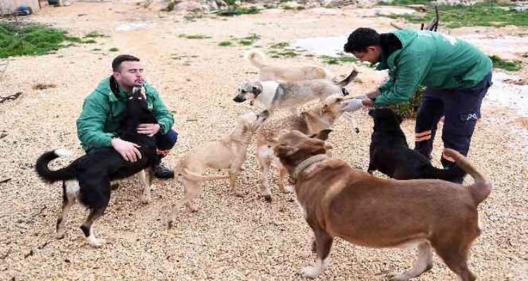 Mersin Büyükşehir Belediyesi gönüllü hayvanseverlerle ele ele
