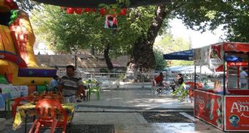 Anıt ağaç zararlı böceğe teslim oldu