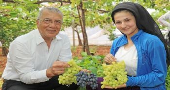 Mezitli'de örtü altı üzüm hasadı başladı