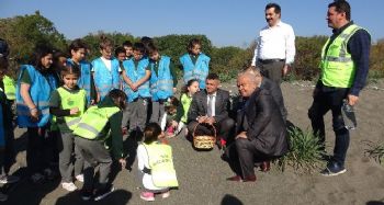 Sahile nesli tehlikede olan kum zambağı ekildi