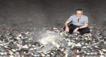 Deniz kaplumbağaları Mersin sahillerine yumurta bırakmaya devam ediyor