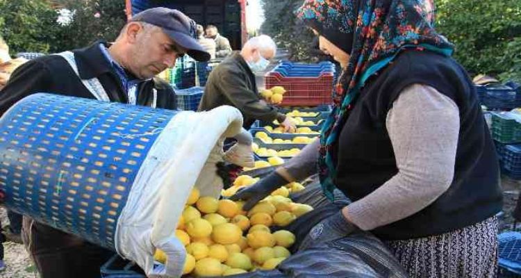 Limonun başkentinde yoğun hasat dönemi