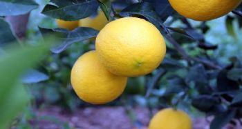 Korona, limon fiyatlarını fırlattı
