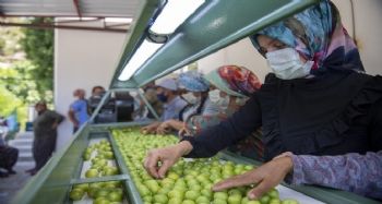 Mut'taki erik üreticisine ‘boylama makinesi’ desteği