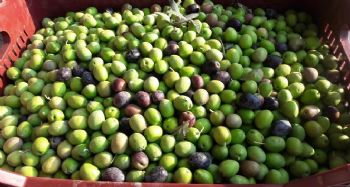 Mut'ta zeytin hasadı başladı