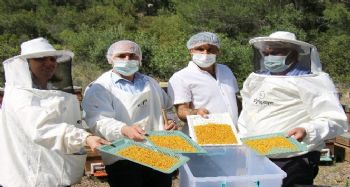Mersin'de yılın ilk bal ve polen hasadı yapıldı
