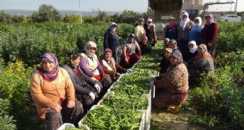 Kadınlar Günü'nü tarlada çalışarak kutladılar