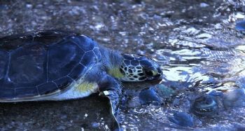 Tedavisi tamamlanan deniz kaplumbağaları denize salındı