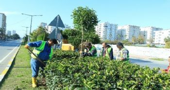 Mersin'in simgelerinden turunç ağaçları bakımdan geçiyor