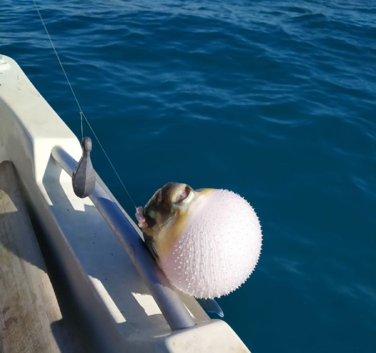 Mersinli balıkçılar ‘balon balığı avcılığına yönelik teşvik’ten memnun