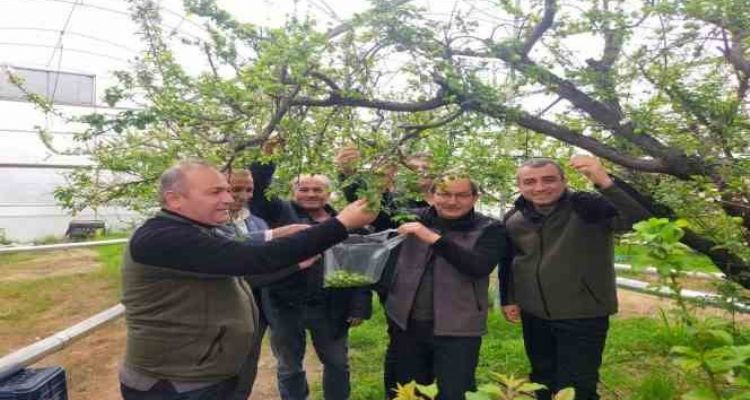 Mersin'de desteklenen çiftçiler, örtü altı erikte hasada başladı
