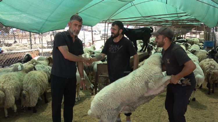 Mersin’de kurbanlık hayvan pazarlarında hareketlilik başladı