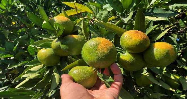 Erkenci mandalinada hasat başladı