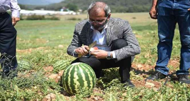 Tarsus'ta hasadı yapılan karpuzlar halka ücretsiz dağıtılacak