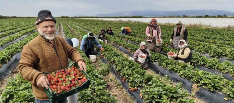 Mersin’de açıkta çilek hasadı başladı: İç pazarda kilogramı 65 ile 75 TL arasında
