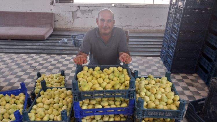 İNCİR ÜRETİCİSİNİN YÜZÜ GÜLDÜ