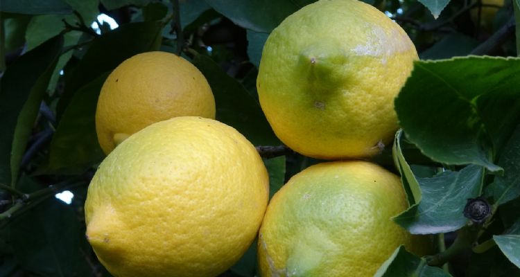 Limonda yoğun hasat dönemi: Fiyatı 6-7 TL’ye kadar düştü