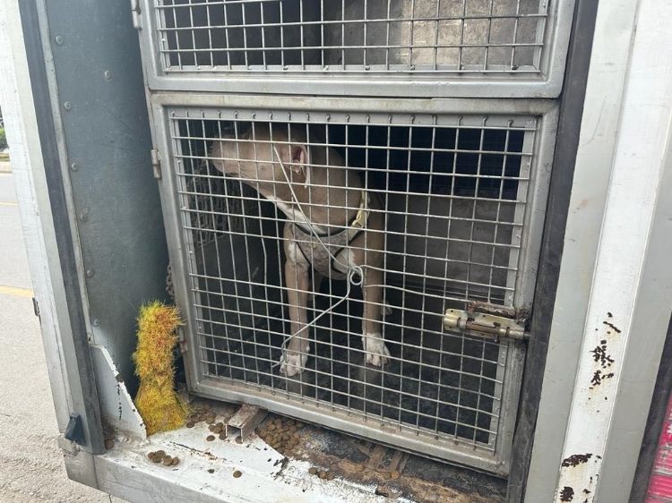 Mersin’de 143 yasaklı ırk köpek bakımevine teslim edildi