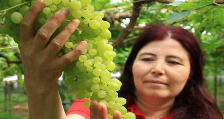 Kilosu 130 TL; Turfanda üzümler Avrupa yolunda