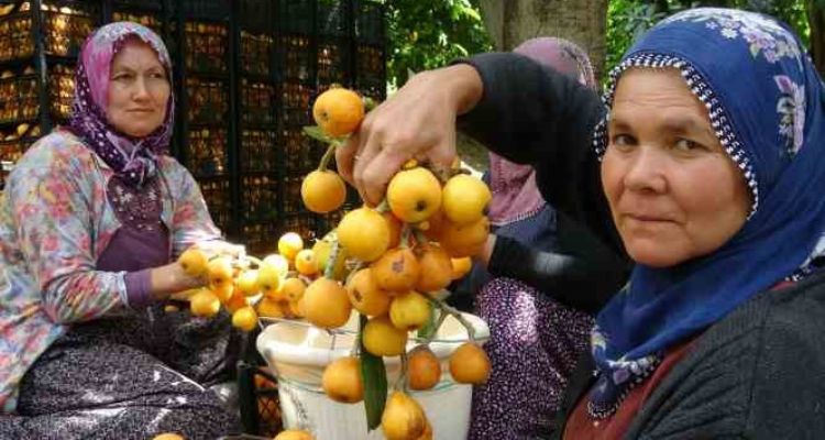 İhracat yolundaki son yenidünyalar yüz güldürüyor