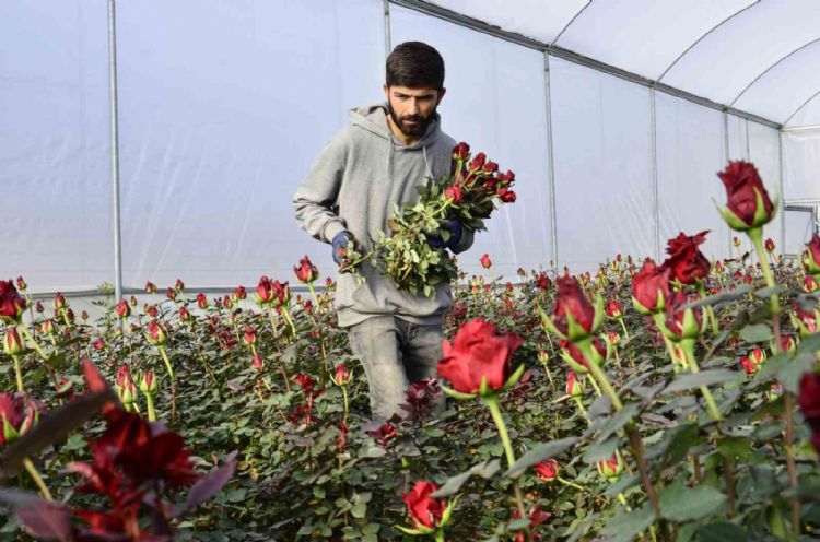 Gül üreticileri ve çiçekçi esnafını ‘14 Şubat’ telaşı sardı