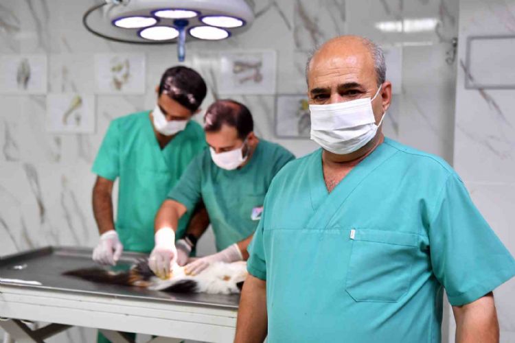 Mersin’de kontrolsüz üremenin önüne geçmek için sokak hayvanları kısırlaştırılıyor