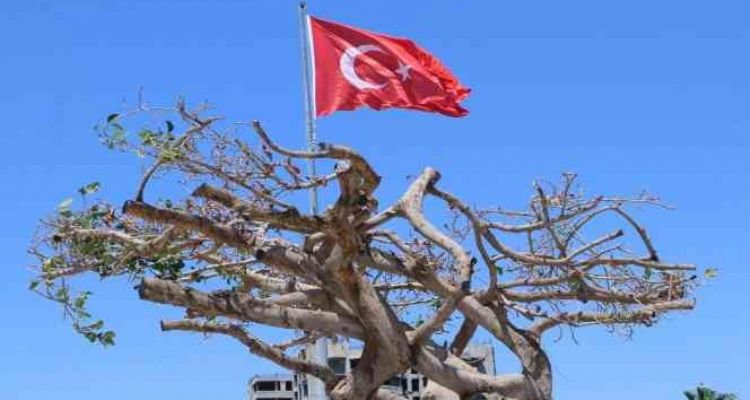 Mersin'de ağaca zarar verilmesine ilişkin dava başladı