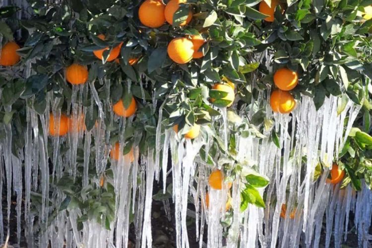 Meteorolojiden Doğu Akdeniz'de zirai don uyarısı