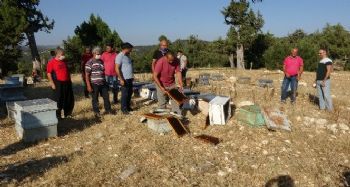 Mersin'de arı kovanlarına sinek ilaçlı saldırı