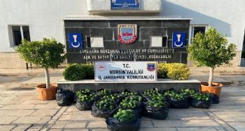 Avokado hırsızları suçüstü yakalandı