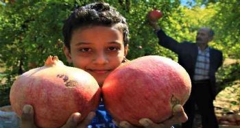 Gören şaşırıyor, bu narların tanesi 1,5 kilo