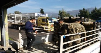 İdlib’deki Türk askerlerine bir kamyon Anamur muzu