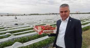Açıkta çilek hasadı başladı