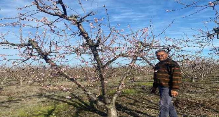 Nektarin ağaçları çiçek açtı