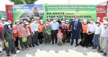 Büyükşehir Belediyesinin projesiyle 60 aileye toplam bin 500 küçükbaş hayvan verilecek