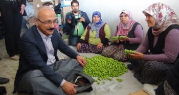 KALKINMA BAKANI ELVAN SİLİFKE’DE ŞALVAR GİYDİ ÇİFTÇİLERLE BULUŞTU