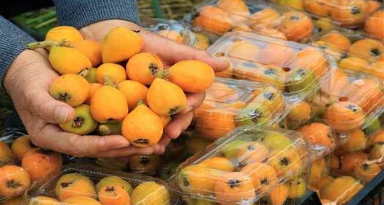 Örtü altında “yenidünya” hasadı başladı... Kilosu 200 TL'den satıldı