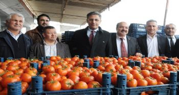 KAYMAKAM PAMUK, DOMATES PİYASASINI KURDU
