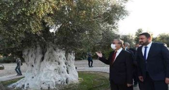 Vali Su anıt zeytin ağacında hasada katıldı