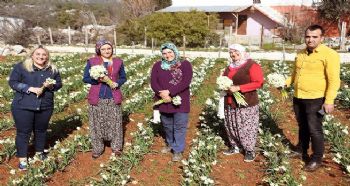 NERGİS HASADI ÜRETİCİNİN YÜZÜNÜ GÜLDÜRÜYOR