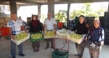 Silifke'de yaş incir 10 lira, kuru incir ise 50 liradan satılıyor