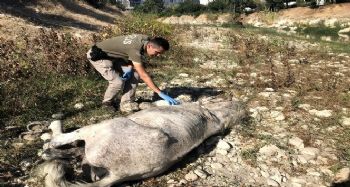 Ölüme terk edilen atları, hayvan polisi kurtardı