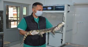 O timsah artık koruma altında