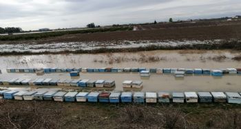 Mersin'de 15 bin arı kovanı sular altında kaldı